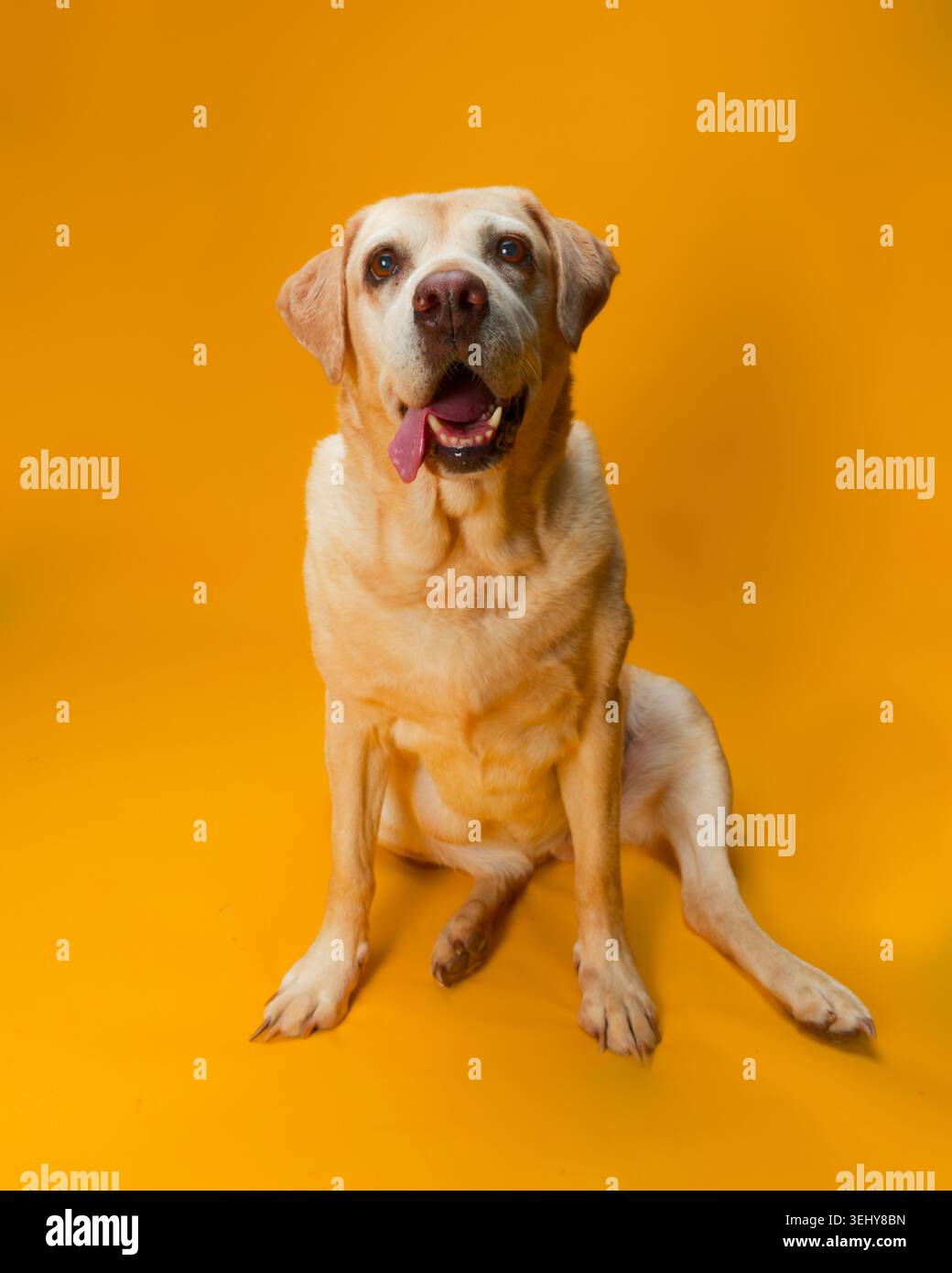 Il Labrador giallo si sedeva con la bocca appesa fuori dal lato della bocca e uno sfondo giallo Foto Stock