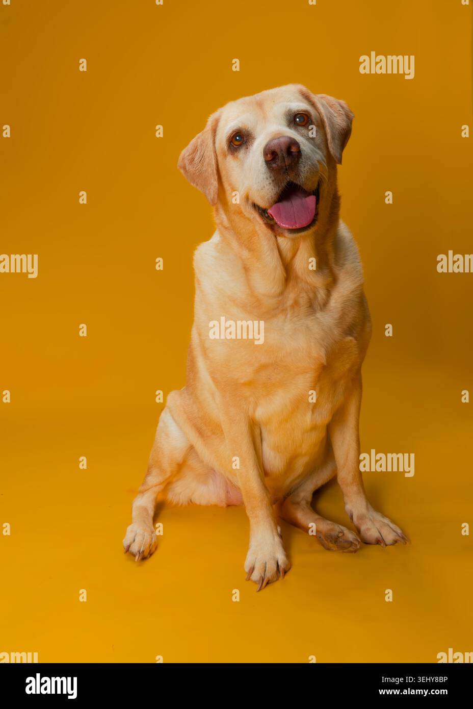 Labrador giallo seduto con la bocca leggermente aperta e uno sfondo giallo Foto Stock