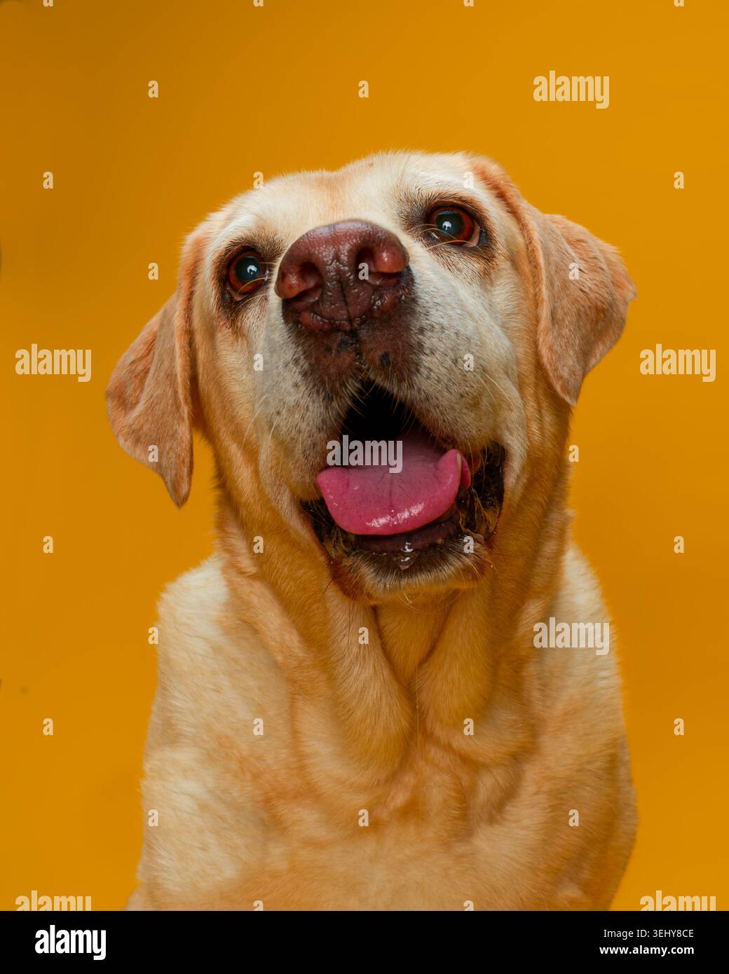Colpo di testa del vecchio labrador giallo seduto con la bocca leggermente aperta guardando verso l'alto a sinistra su uno sfondo giallo Foto Stock