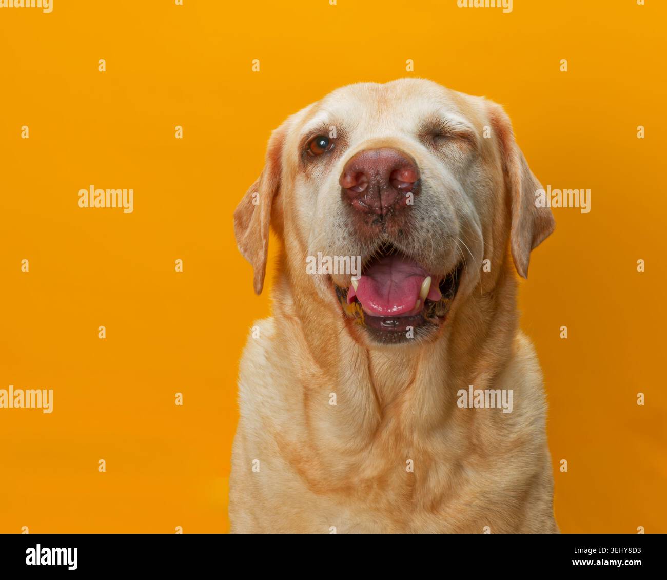 Ritratto del vecchio labrador giallo che strizza l'occhio sedeva su uno sfondo giallo Foto Stock