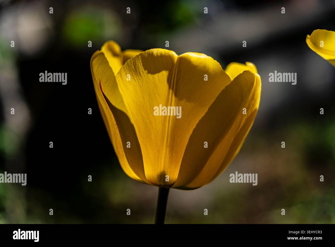 Tulipani gialli luminosi che fioriscono in un giardino illuminato dal sole con vegetazione lussureggiante e sfondo residenziale in primavera. Foto Stock
