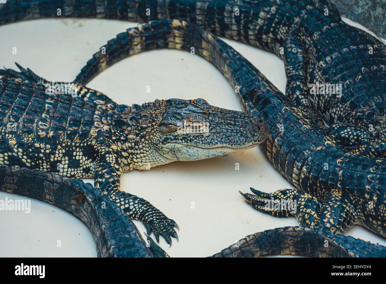 Un giovane alligatore carnivoro appoggia la testa in piano contro il suolo, rivelando l'intricata armatura e i denti affilati lungo la mascella. Foto Stock