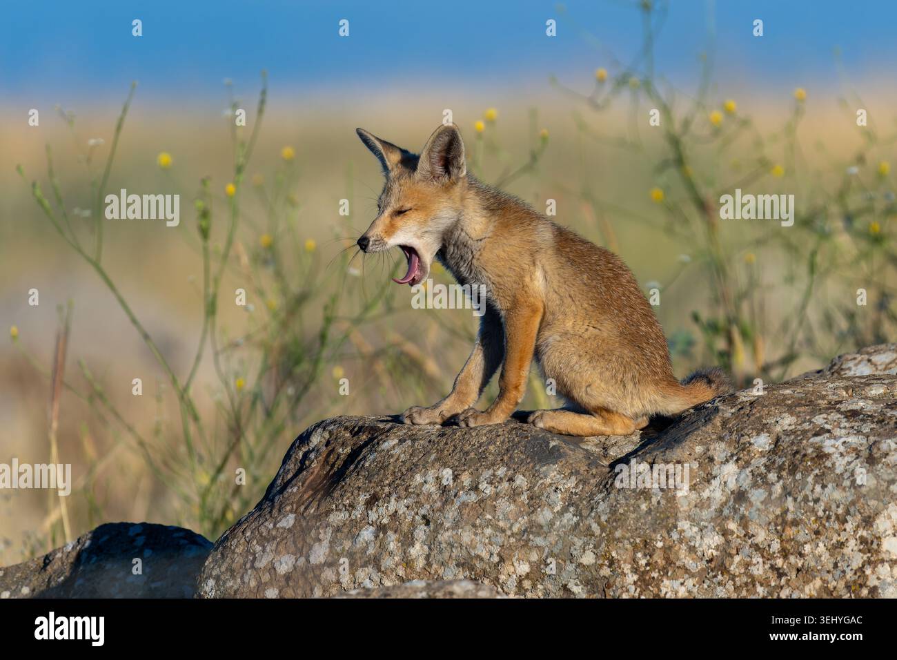 Cucciolo di volpe rossa seduto su una roccia e sbadiglio Foto Stock