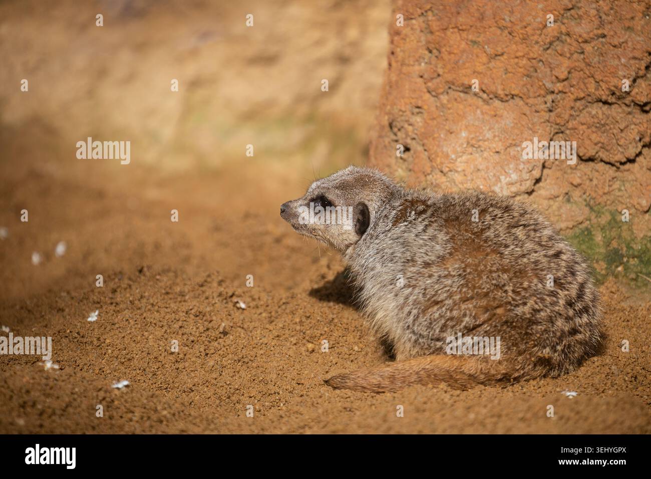 Un meerkat adulto (Suricata suricatta) o suricate è seduto sulla sabbia Foto Stock