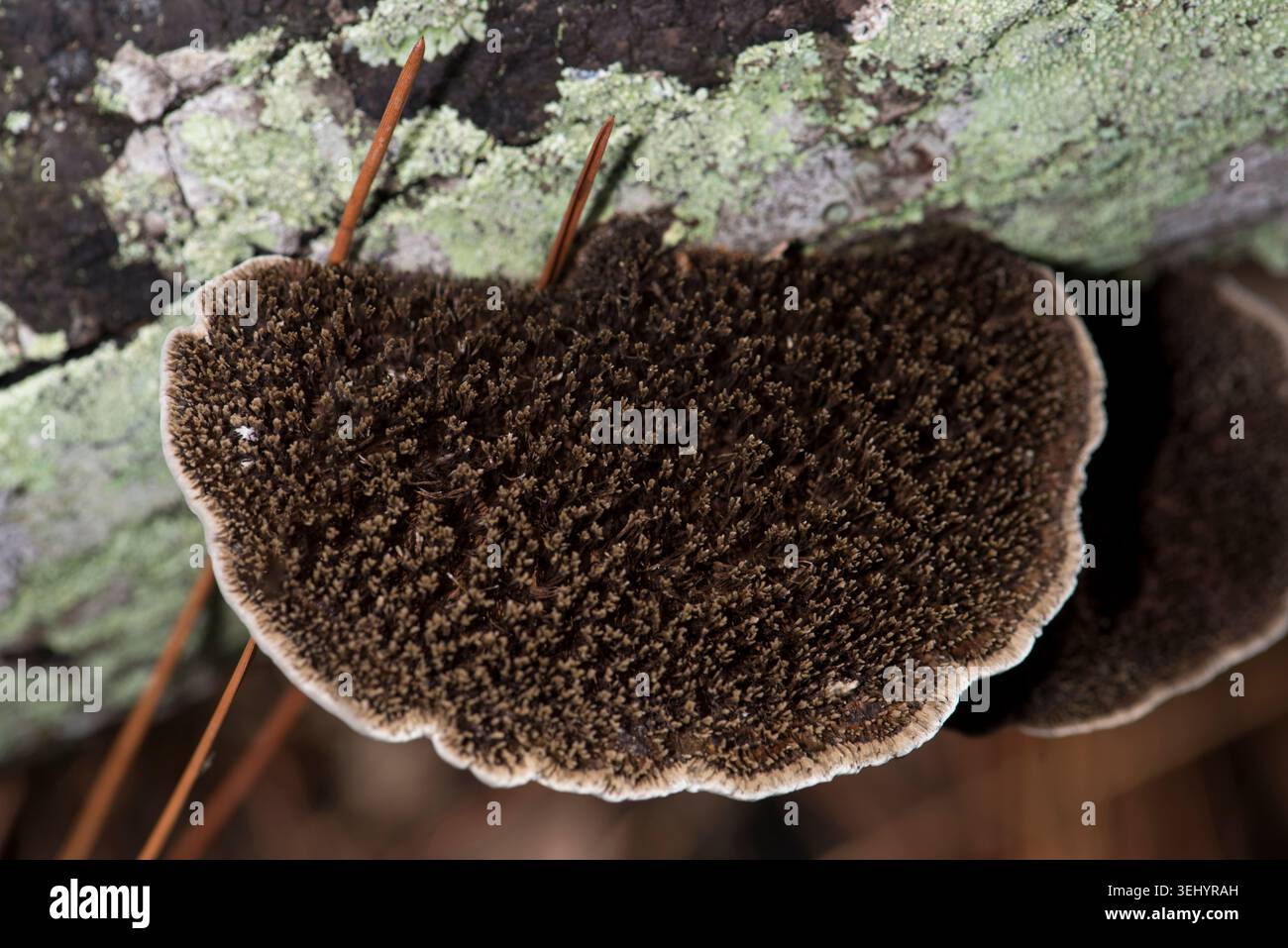Fungo poliporoso comune della Florida ad ovest del Texas e del Kansas. Annuale. Forme su alberi di latifoglie. Non commestibile. San Pietroburgo, Florida. Agosto. Foto Stock