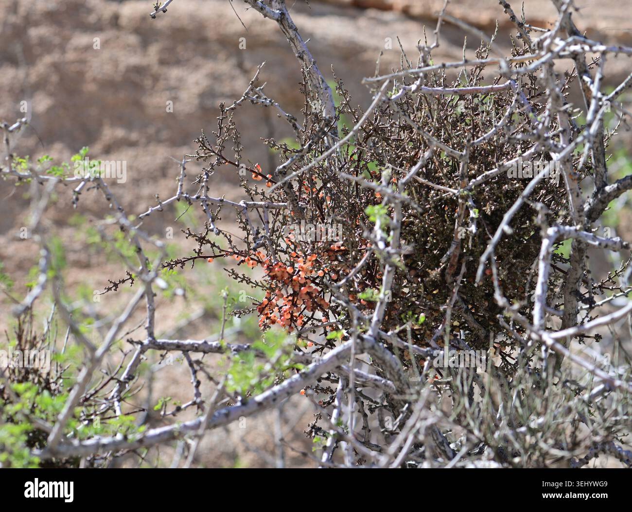Desert Mistletoe (Phoradendron californicum) è il nome comune per le piante ememiparasitiche obbligate nell'ordine Santalales. Sono attaccati al loro Foto Stock
