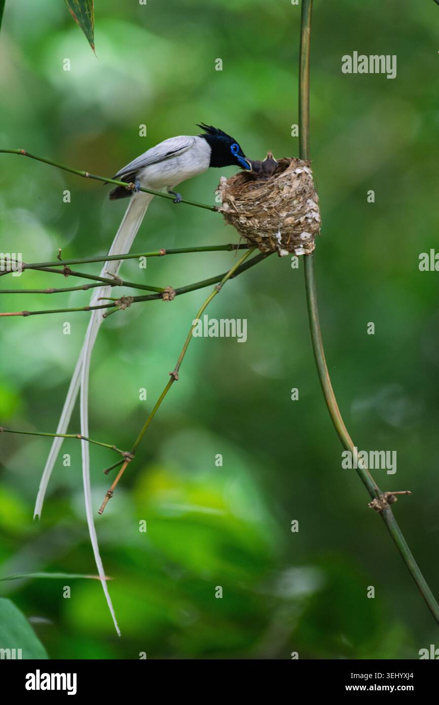 Vista di un Flycatcher del paradiso asiatico che dà da mangiare ai suoi pulcini in un nido su un ramo di bambù circondato da un lussureggiante fogliame verde a Joypurhat, divisione Rajshahi, Foto Stock