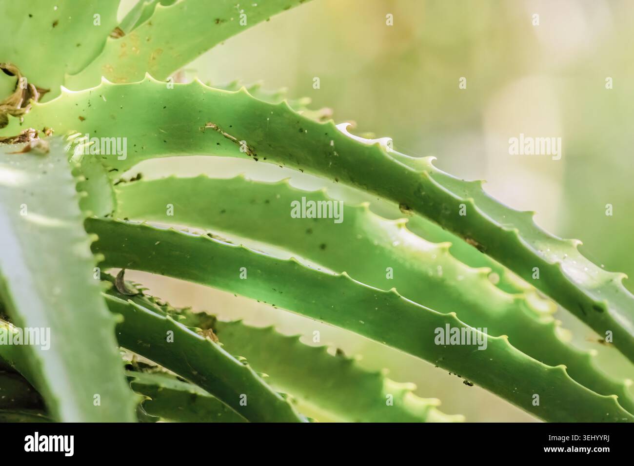 Le foglie di una pianta di aloe candelabra sotto la luce del sole del pomeriggio, in un giardino nelle montagne andine orientali della Colombia centrale. Foto Stock