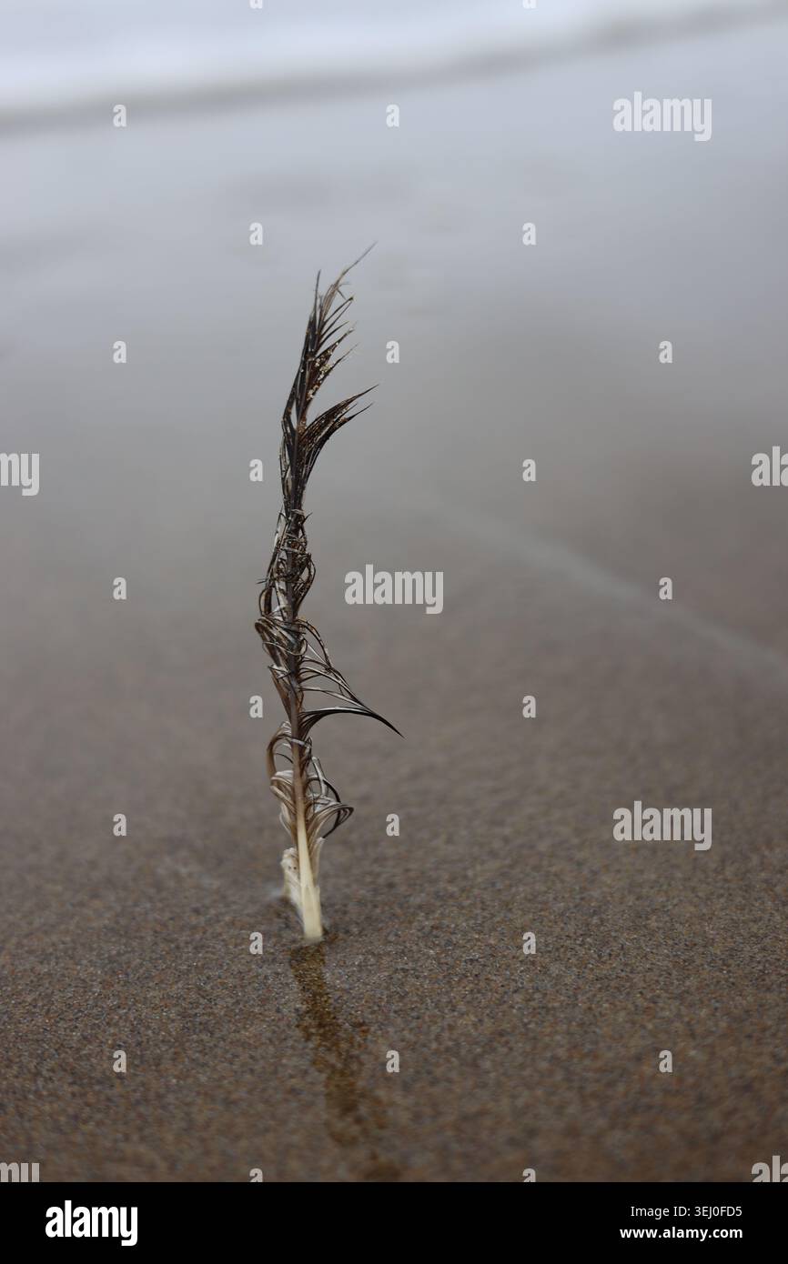 Una piuma litoranea solitaria è contro le maree Foto Stock