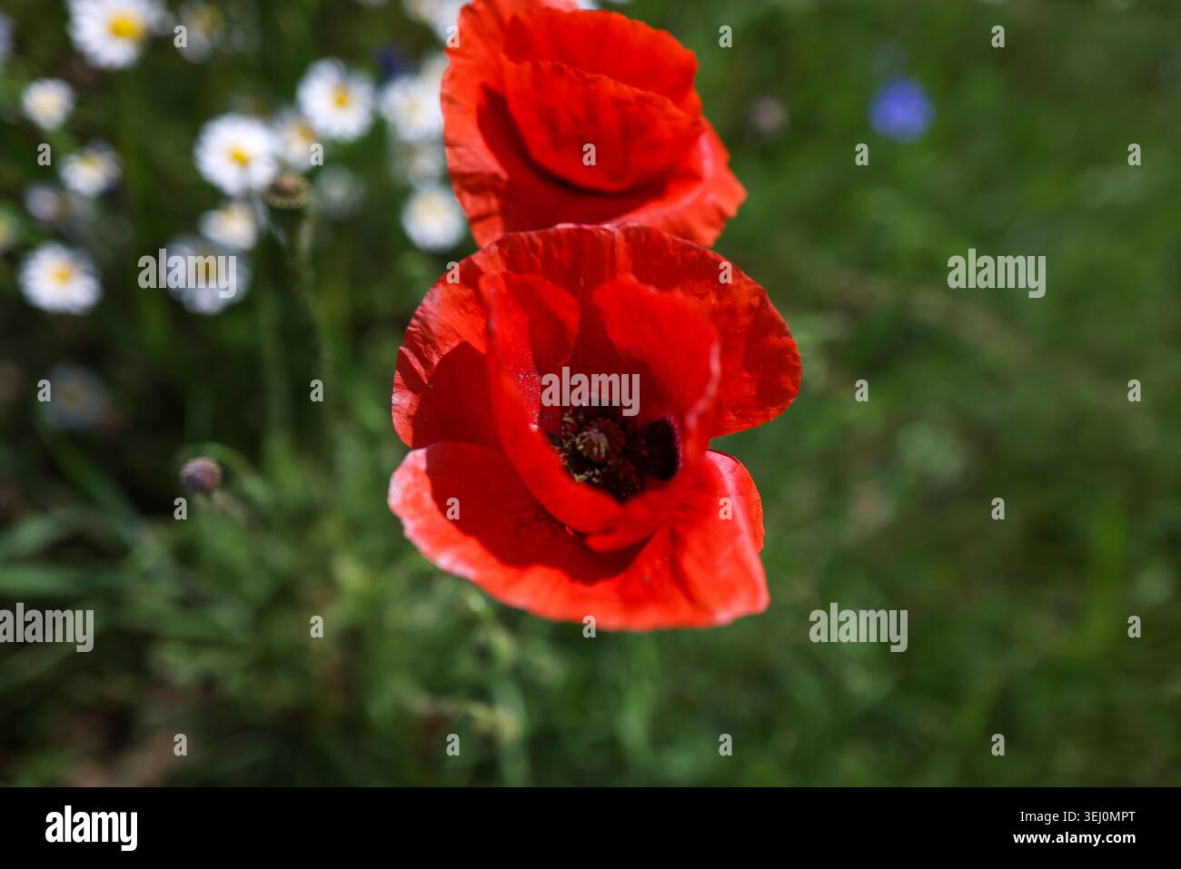 Dettagli con papaveri rossi in un campo pieno di fiori selvatici primaverili al sole. Foto Stock