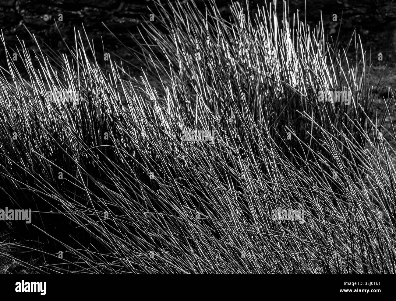 Primo piano in bianco e nero di steli retroilluminati dell'erba brughiera che catturano la luce su sfondo scuro creando una texture astratta audace Foto Stock