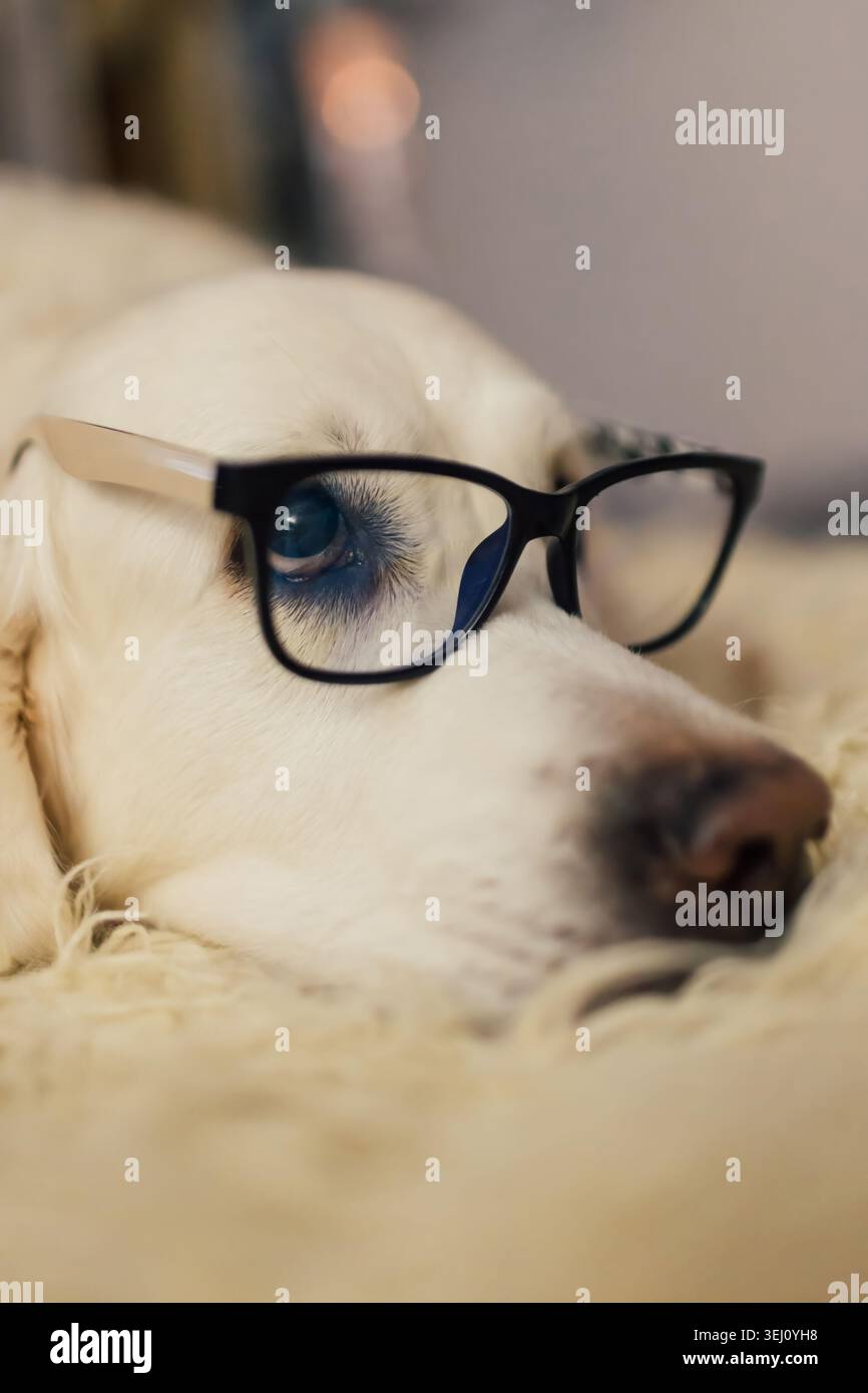 Simpatico cane che indossa gli occhiali da vista appoggiati su una morbida coperta a casa Foto Stock