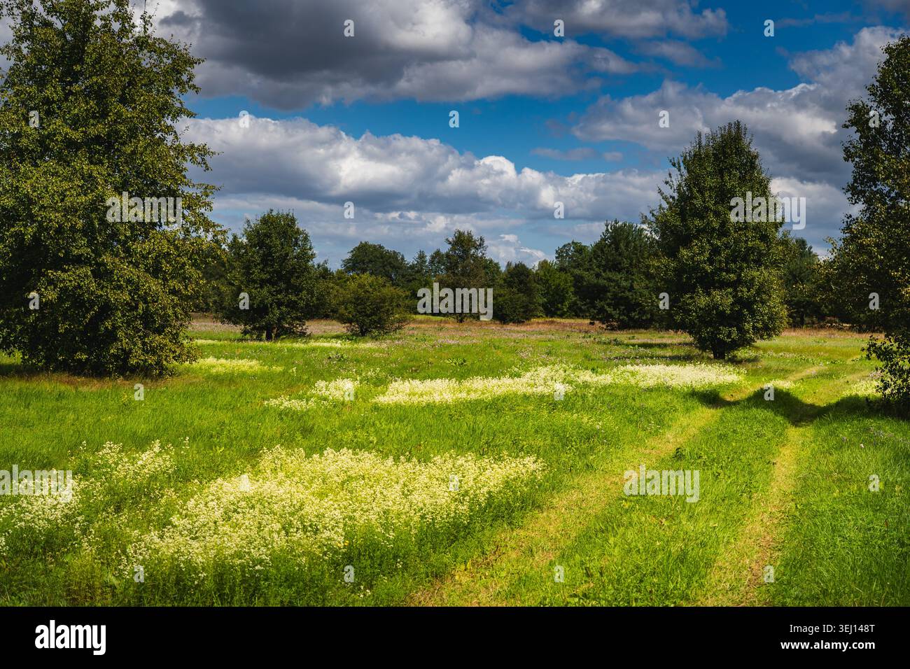 Paesaggio pianeggiante con prati e alberi sparsi nel fiume Bug, Foto Stock