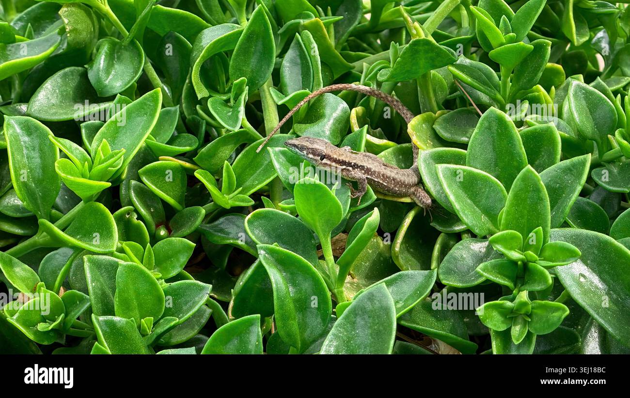Piccola lucertola marrone camuffata tra piante verdi e succulente in un ambiente naturale all'aperto, che mostra i suoi intricati motivi e texture Foto Stock