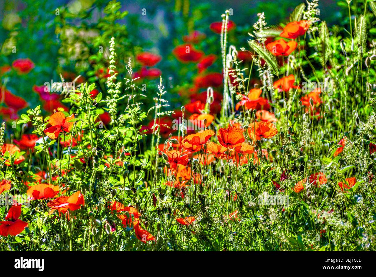 Mostra di papaveri rossi retroilluminati (simboli di pace e tranquillità) in fiore in giardino - Francia centrale. Foto Stock