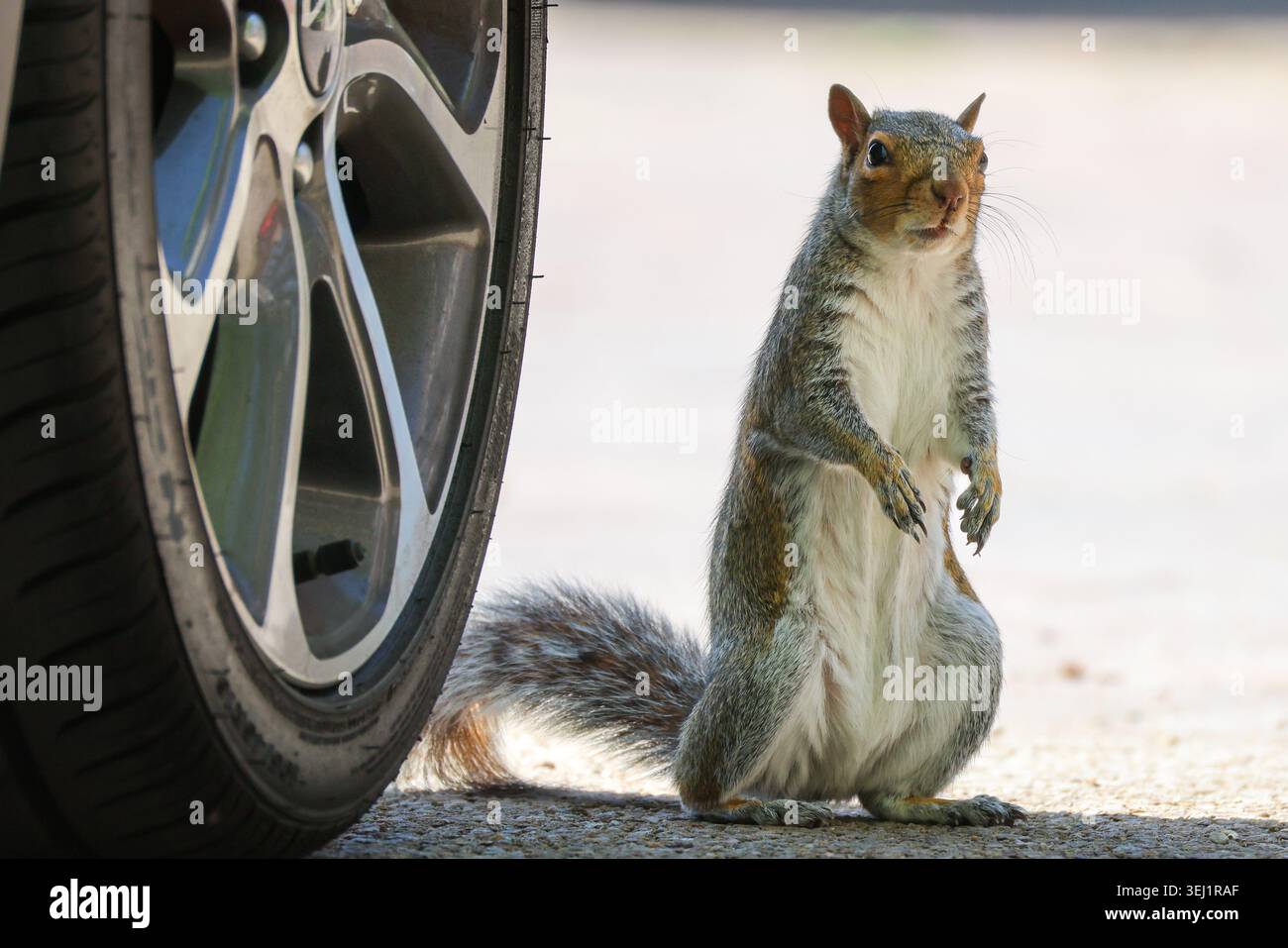Curious Grey Squirrel in piedi accanto alla ruota dell'auto Foto Stock