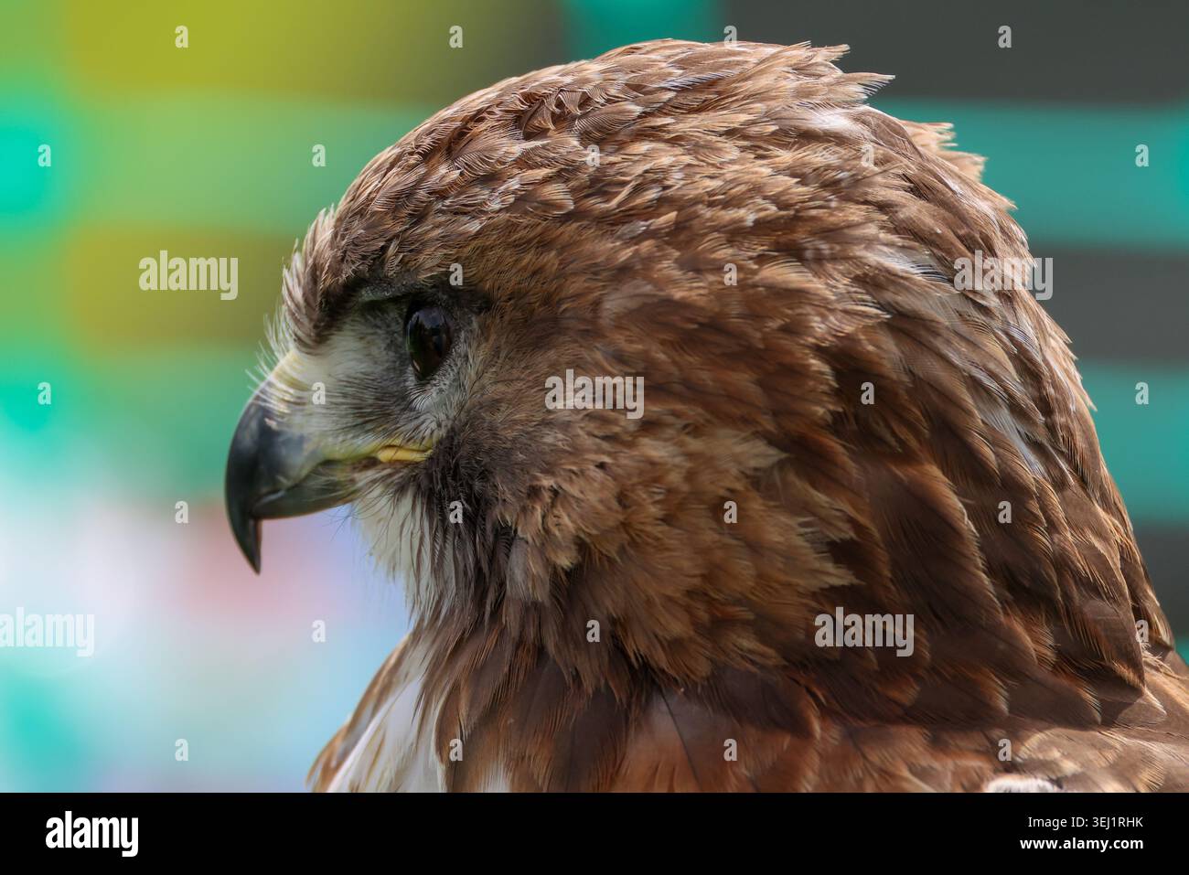Primo piano Ritratto di un Falco marrone con sfondo morbido e colorato Foto Stock