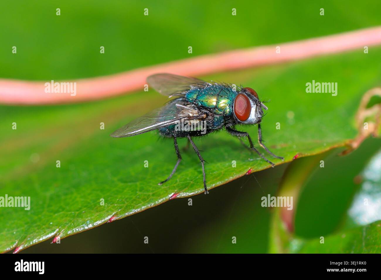 Primo piano di una bottiglia verde metallizzata Fly on Leaf Foto Stock