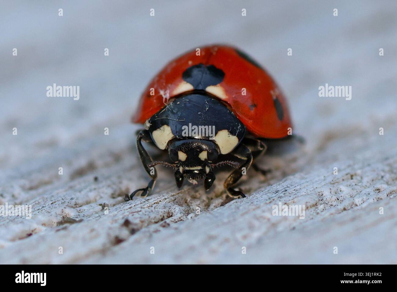 Ritratto macro estremo di un Ladybird su superficie bianca Foto Stock
