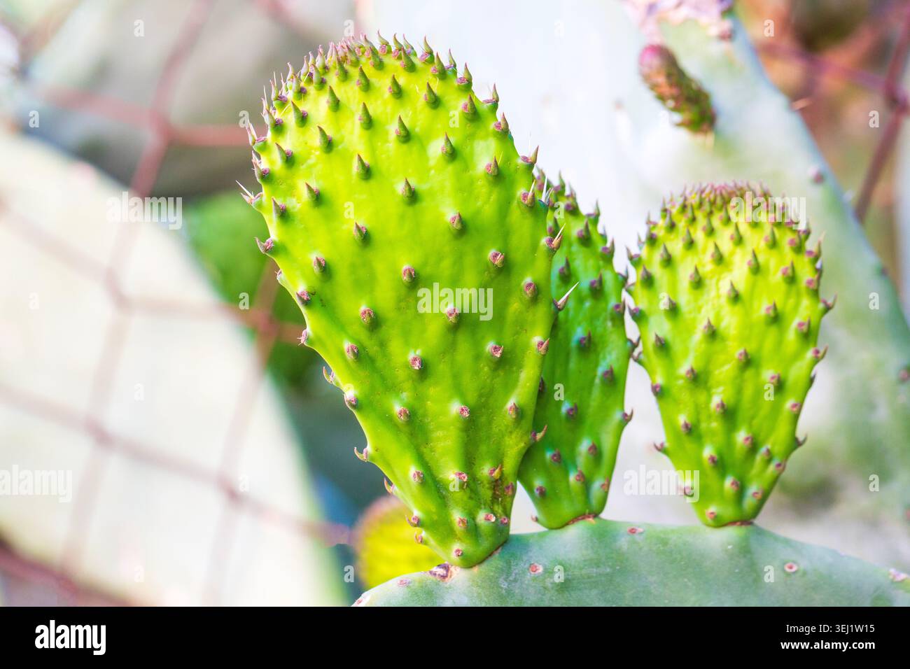 Macro degli elettrodi Green Opuntia Ficus-indica Prickly Pear Cactus Foto Stock