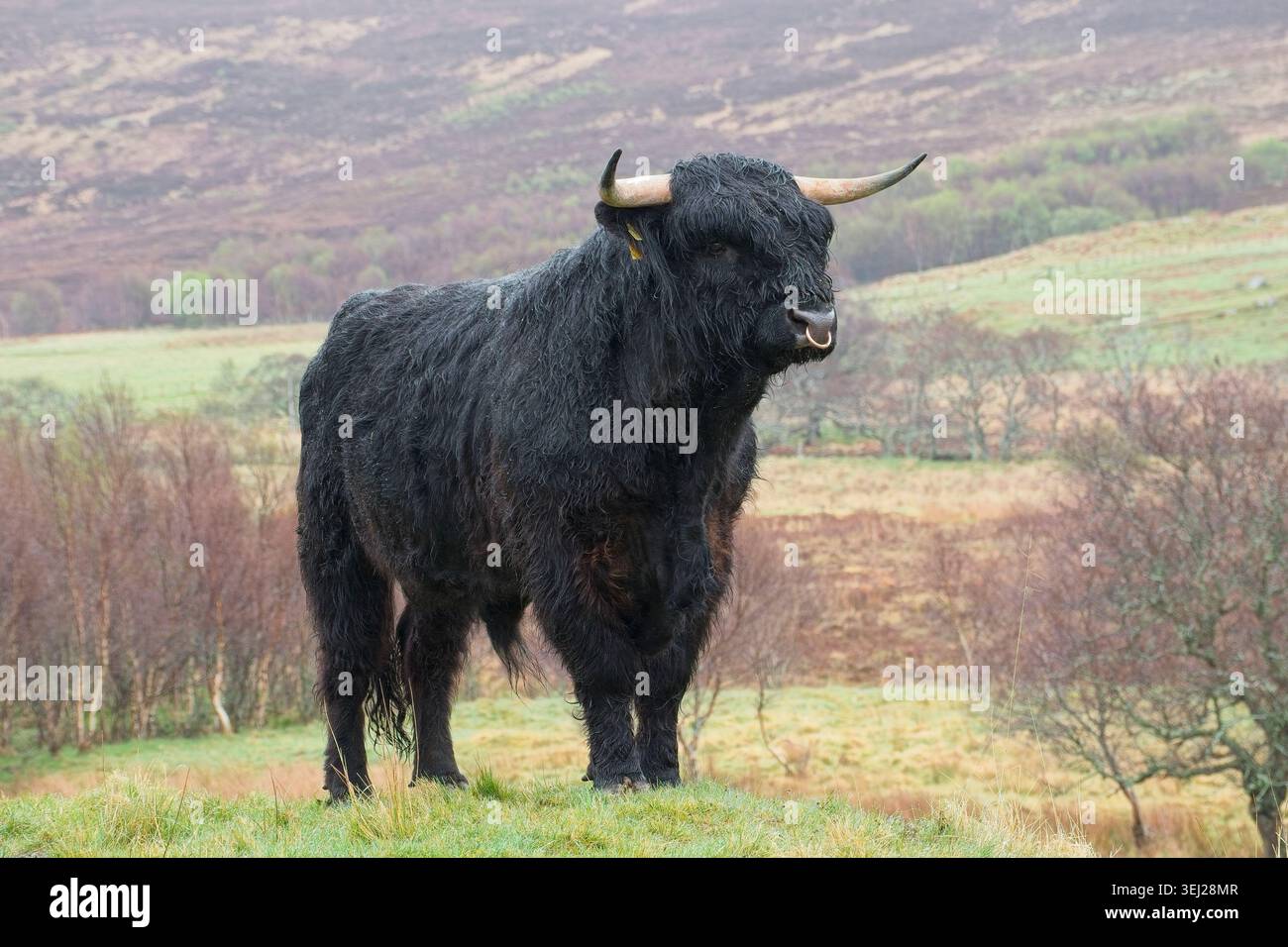Bestiame delle Highland sull'isola di Mull Foto Stock