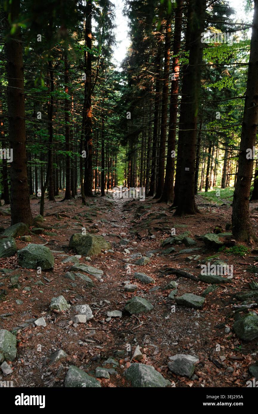 Un sentiero escursionistico di montagna attraverso la foresta, attraversando rocce e radici. Sudetes Mountains, Sudety. Foto Stock