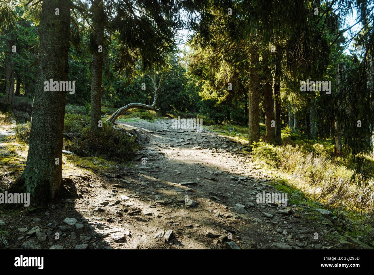 Un sentiero escursionistico di montagna attraverso la foresta, attraversando rocce e radici. Sudetes Mountains, Sudety. Foto Stock