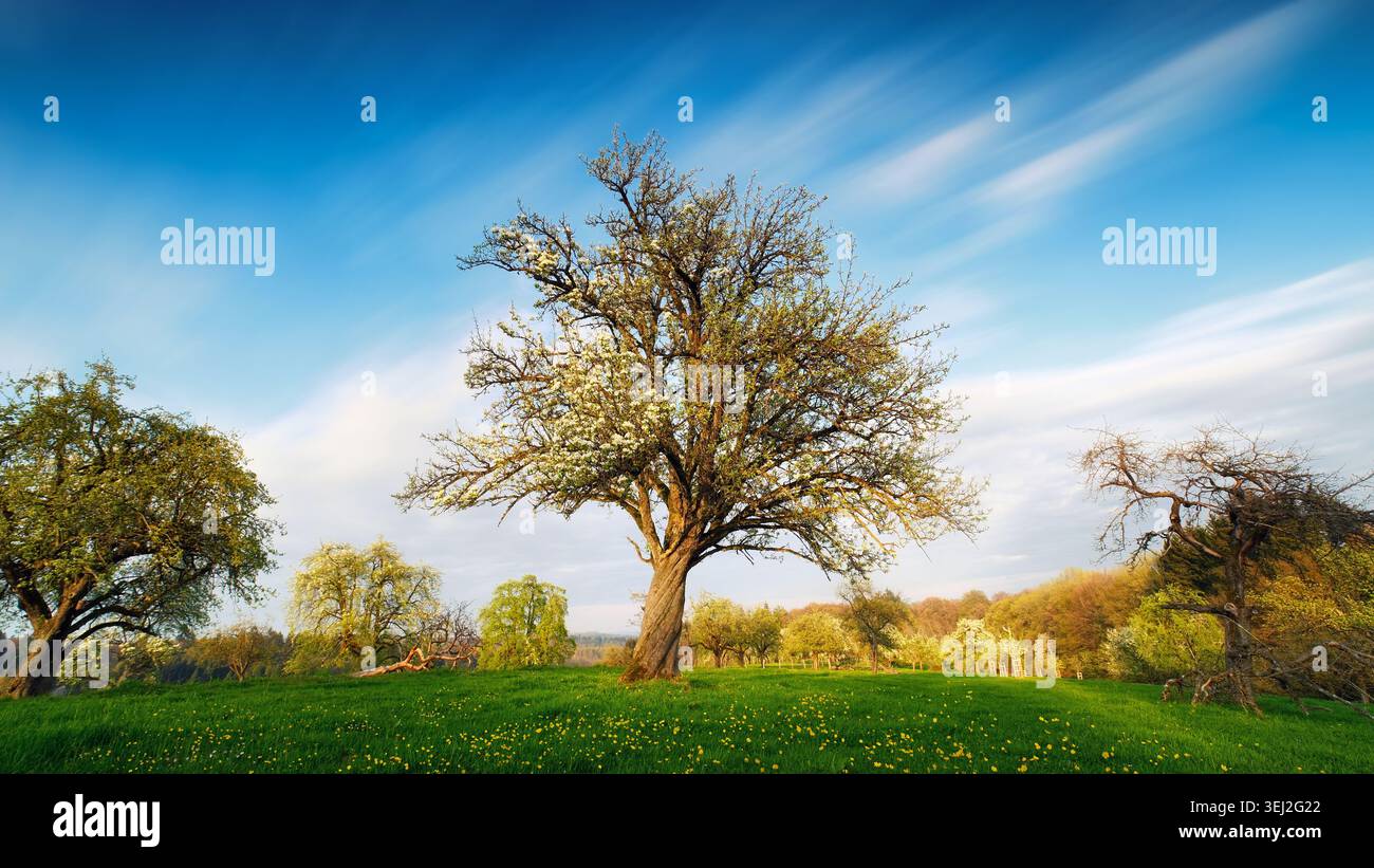 Splendido albero sul prato fiorito in primavera, con cielo blu e nuvole bianche sullo sfondo Foto Stock