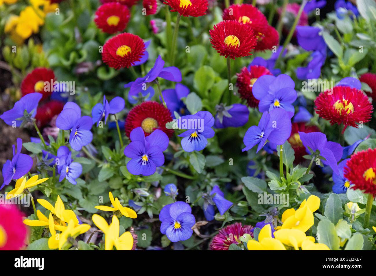 Red bellis perennis e viola viole fiorite in primavera Foto Stock
