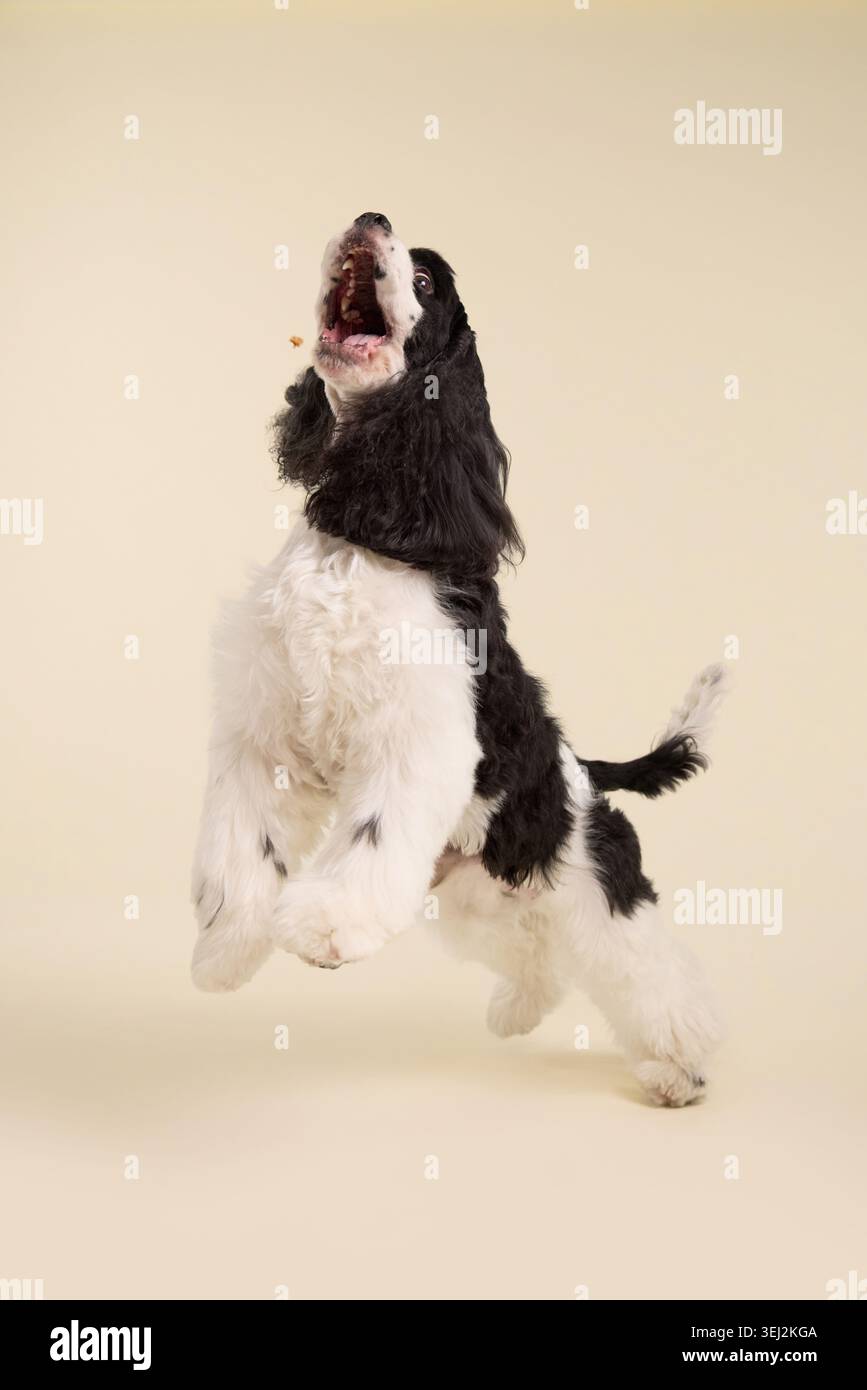 Un cane americano Cocker Spaniel sta in piedi in posizione verticale in una scena di studio. Le lunghe orecchie setose e la postura elegante creano un'elegante atmosfera di ritratti di animali in un ambiente neutro Foto Stock