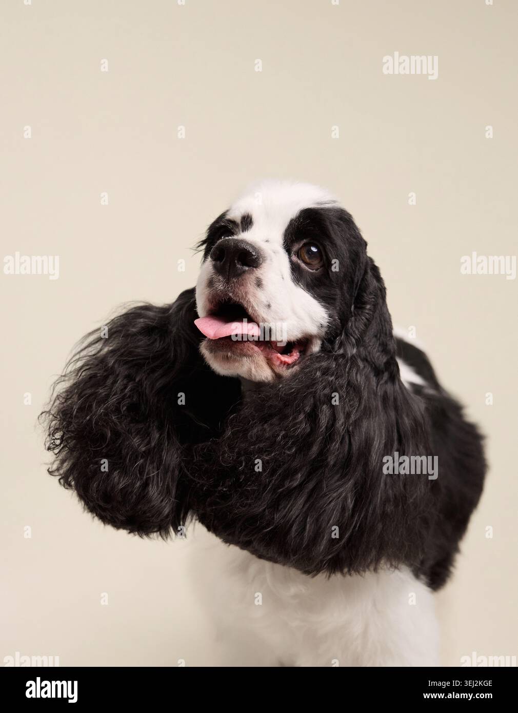 Un ritratto dettagliato del cane con occhi concentrati e bocca leggermente aperta. Il suo rivestimento lucido e la sua espressione sono chiaramente illuminati in un ambiente morbido. Foto Stock