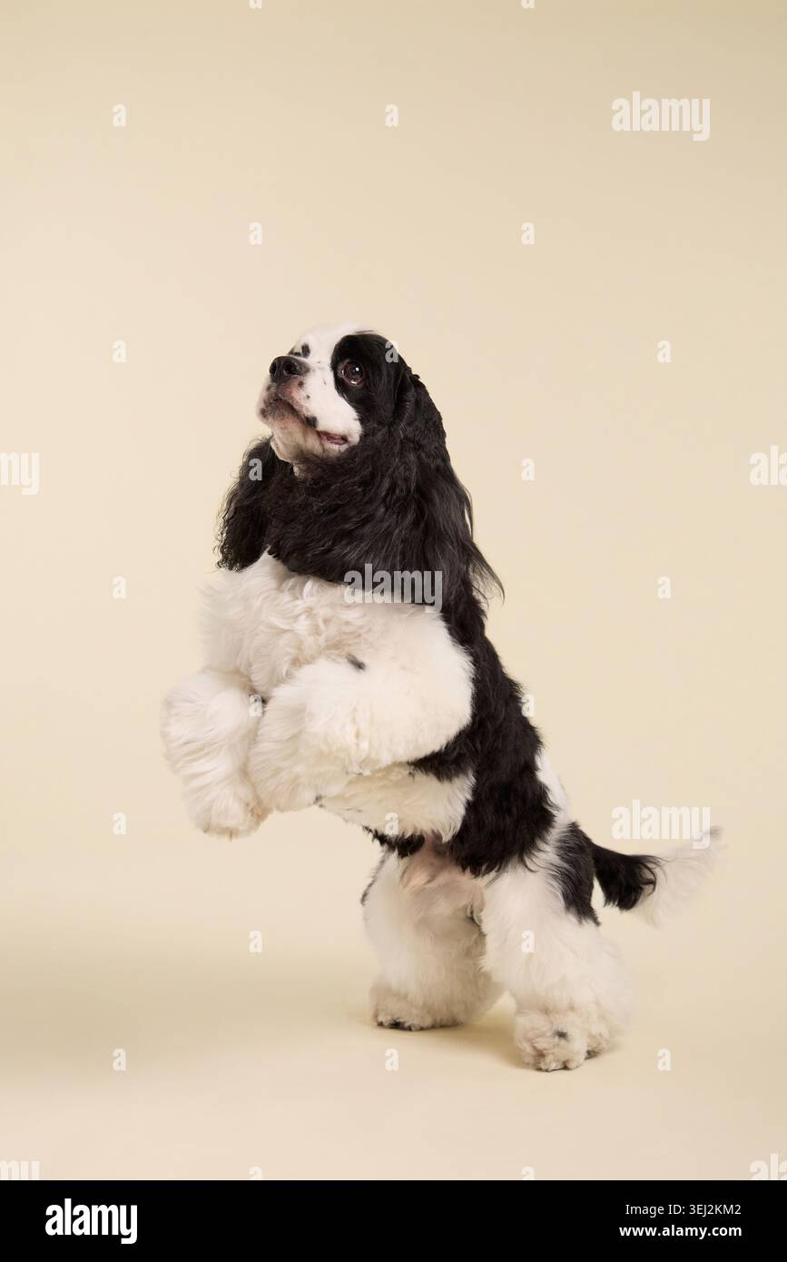 Un cane americano Cocker Spaniel si siede tranquillamente su uno studio beige. Il cappotto setoso e la postura elegante creano un ritratto commerciale pulito per animali domestici Foto Stock