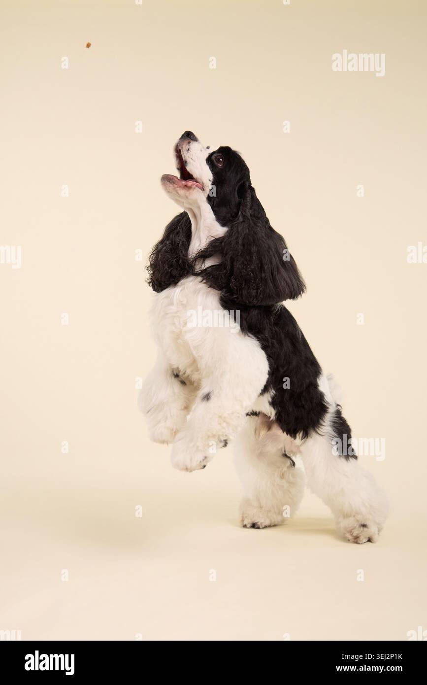 Un cane americano Cocker Spaniel esegue un trucco verticale all'interno. Il morbido sfondo beige e la posa espressiva creano una fotografia di qualità per gli animali domestici Foto Stock