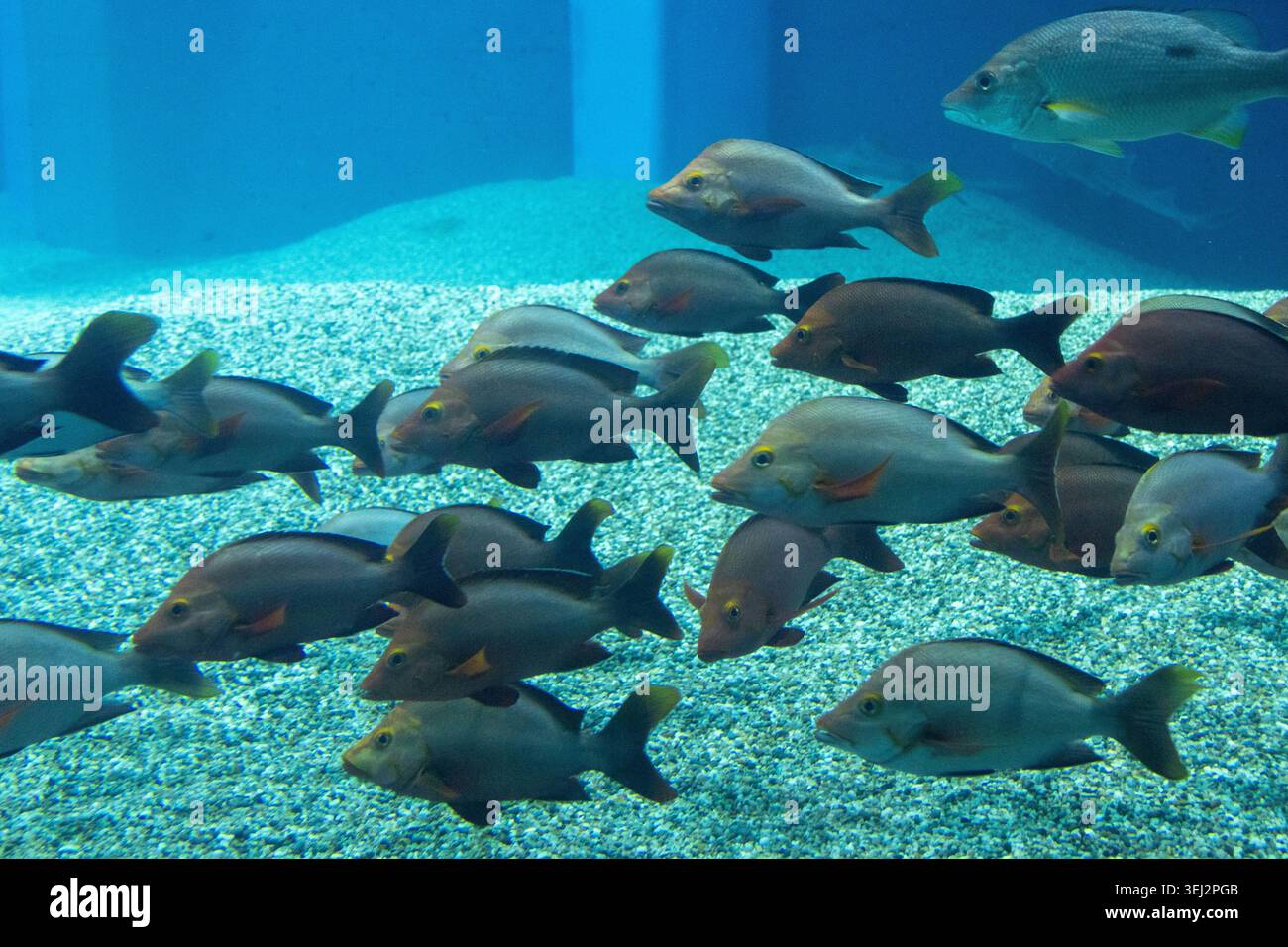 Grande gruppo di pagaie (pesci gibbus Lutjanus nell'Acquario di Osaka Kaiyukan, Tempozan Harbor Village, quartiere della baia di Osaka, Giappone Foto Stock