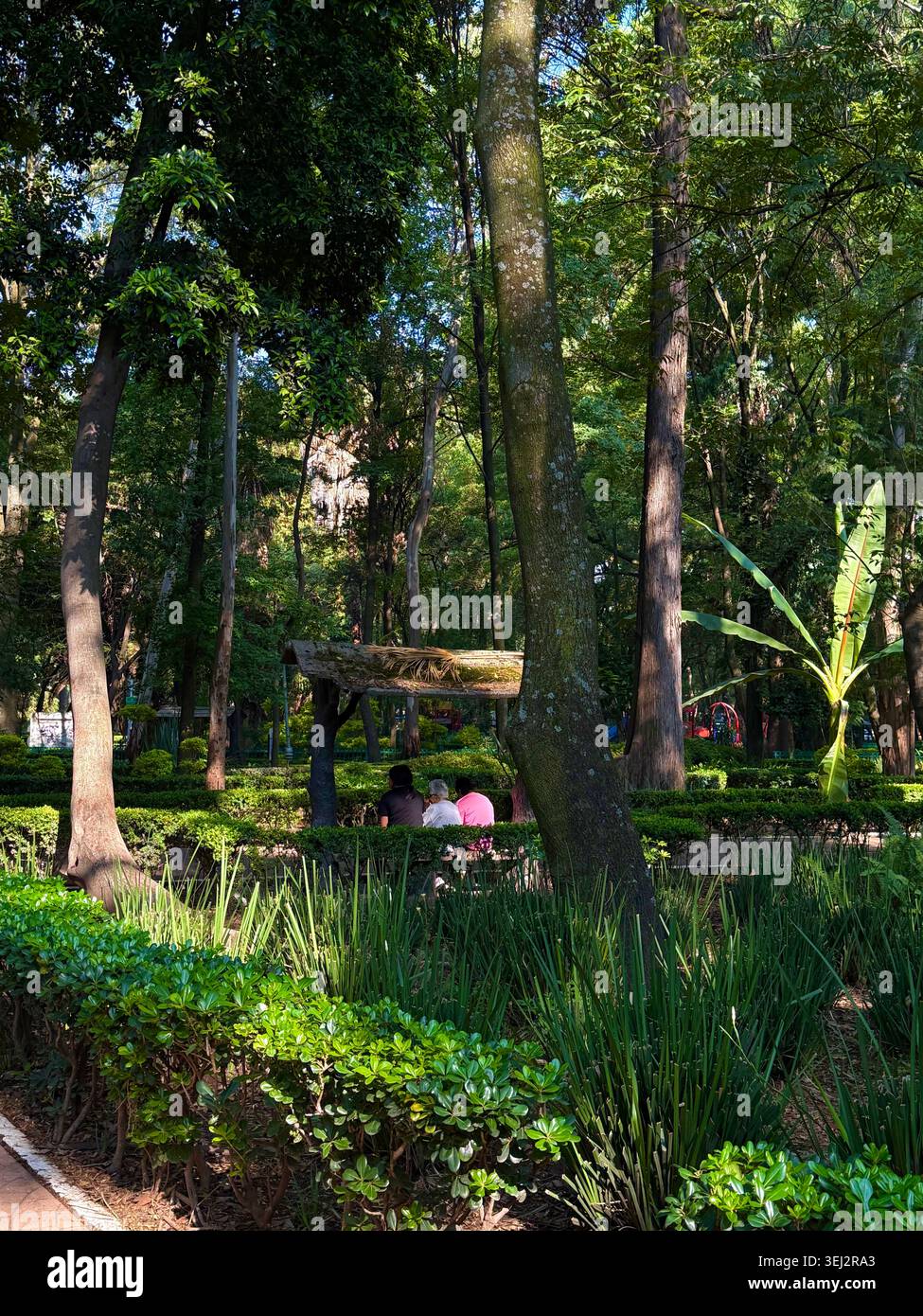Sentiero ombreggiato sotto alti alberi a Parque México, la Condesa, città del Messico, Messico. Foto Stock