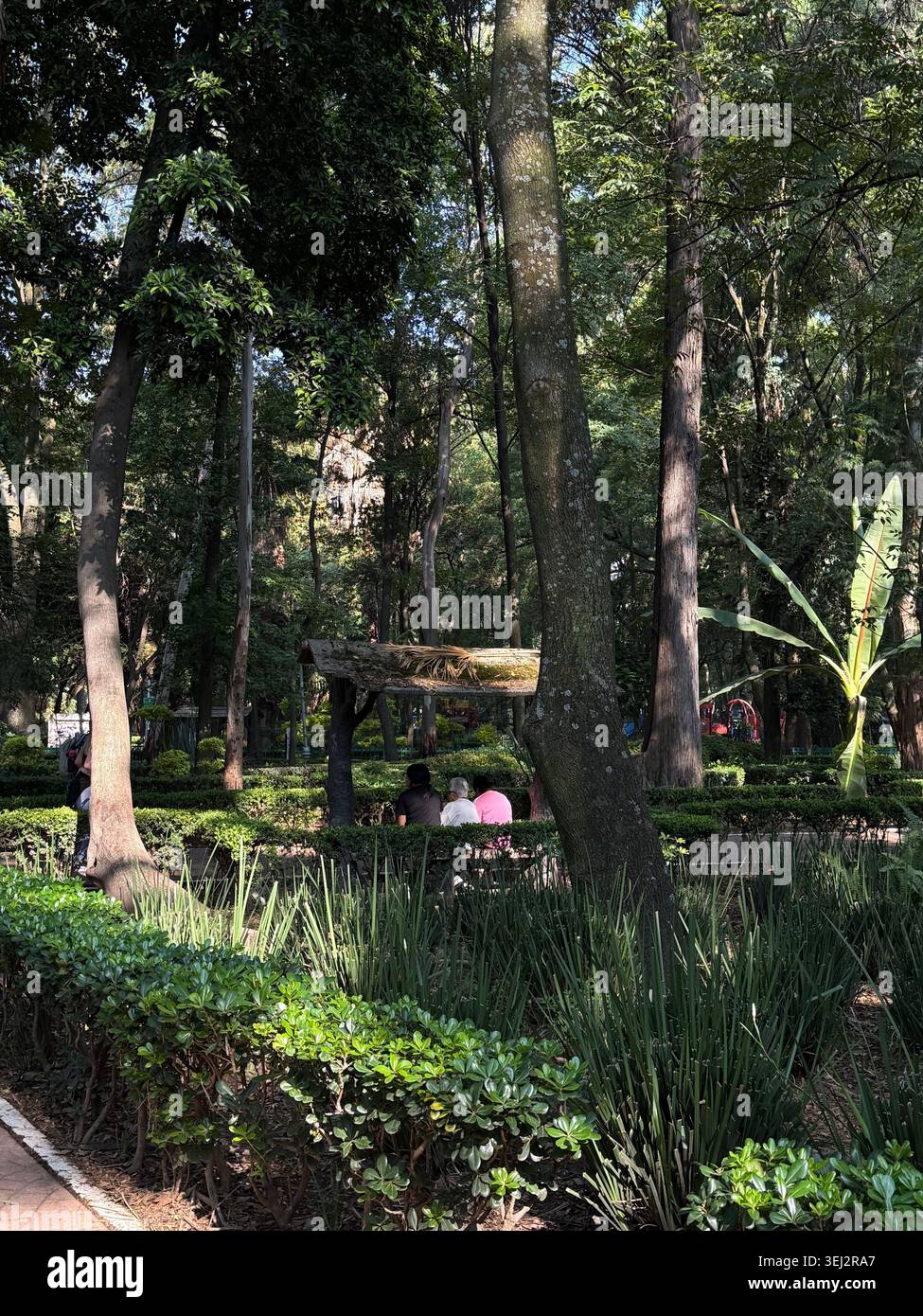 Sentiero ombreggiato sotto alti alberi a Parque México, la Condesa, città del Messico, Messico. Foto Stock