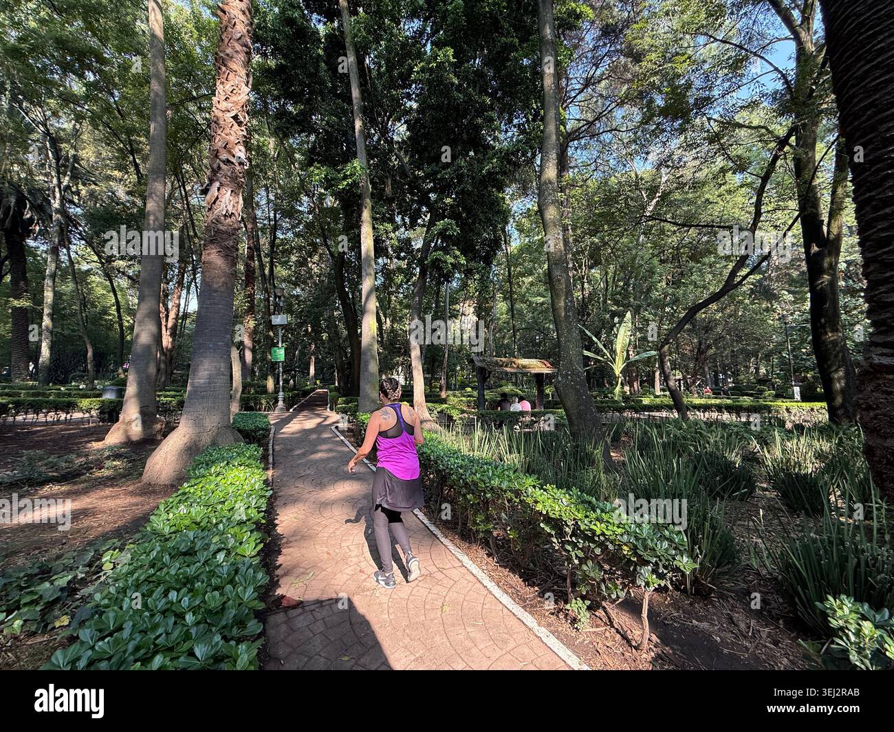 Le donne fanno jogging lungo un sentiero ombreggiato sotto alti alberi a Parque México, la Condesa, città del Messico, Messico. Foto Stock