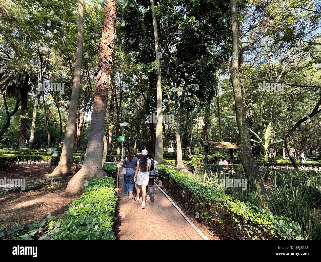 La gente cammina lungo un sentiero ombreggiato sotto alti alberi a Parque México, la Condesa, città del Messico, Messico. Foto Stock
