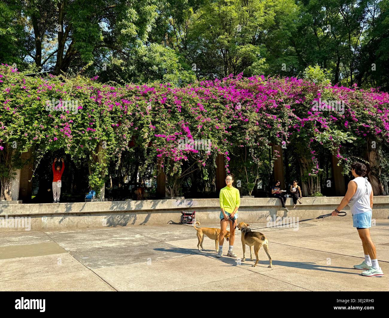 La gente cammina cani a Parque México, un popolare spazio verde a la Condesa, città del Messico, Messico Foto Stock