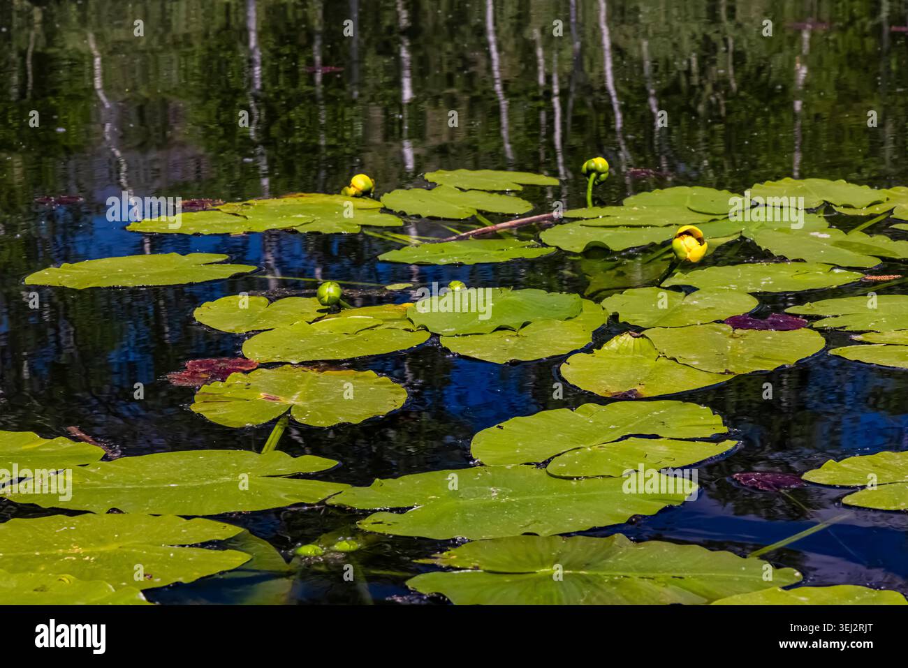 Giglio d'acqua giallo, Nuphar variegata, sul lago delle nuvole nella contea di Mecosta, Michigan, Stati Uniti Foto Stock