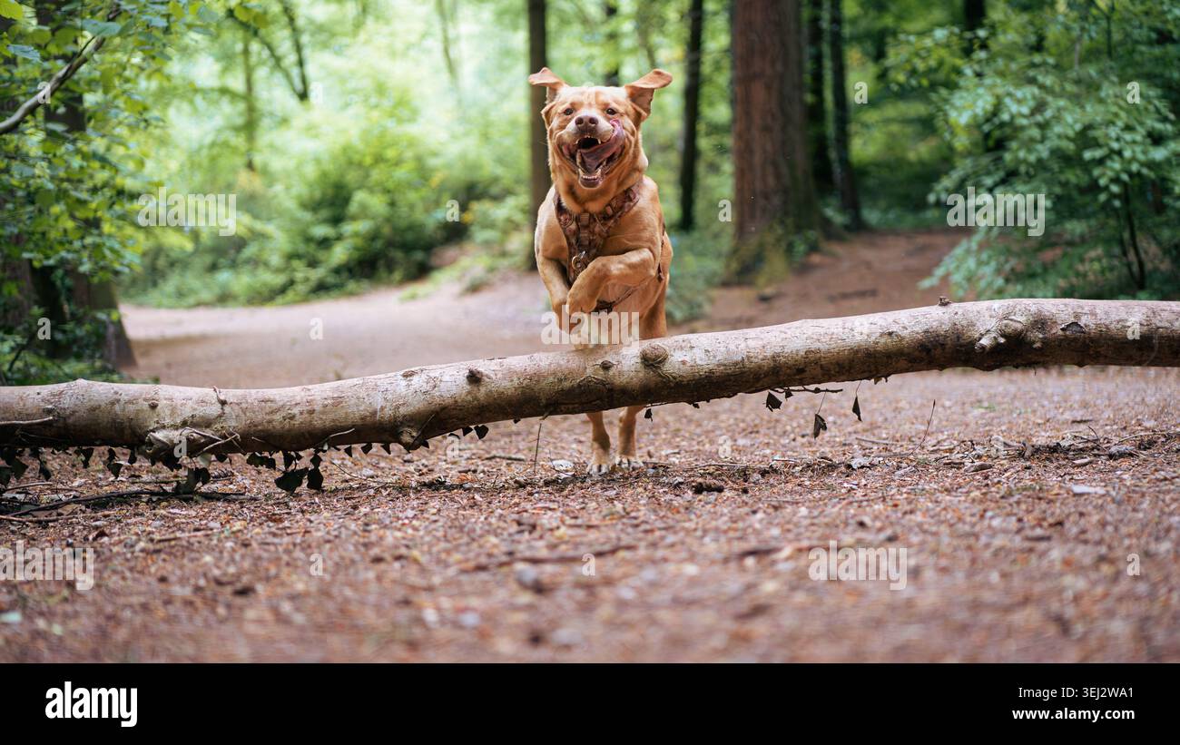 Happy Golden Labrador Retriever salta su un albero caduto in una foresta Foto Stock