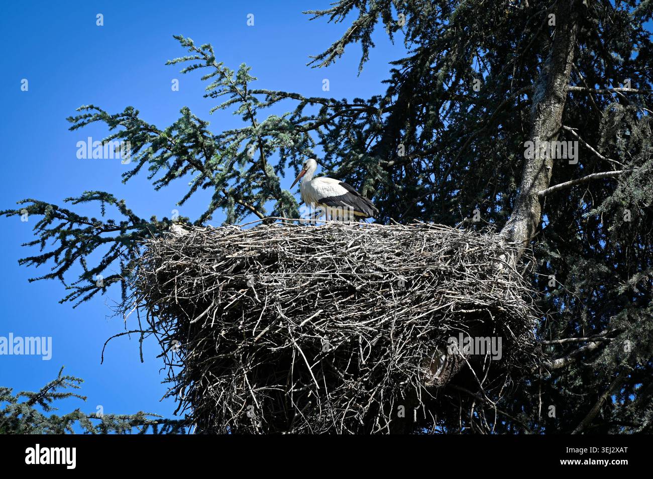 Den Nester Ein Storch auf seinem Horst in Cernay im Elsass foto vom 30.04.2026 ...