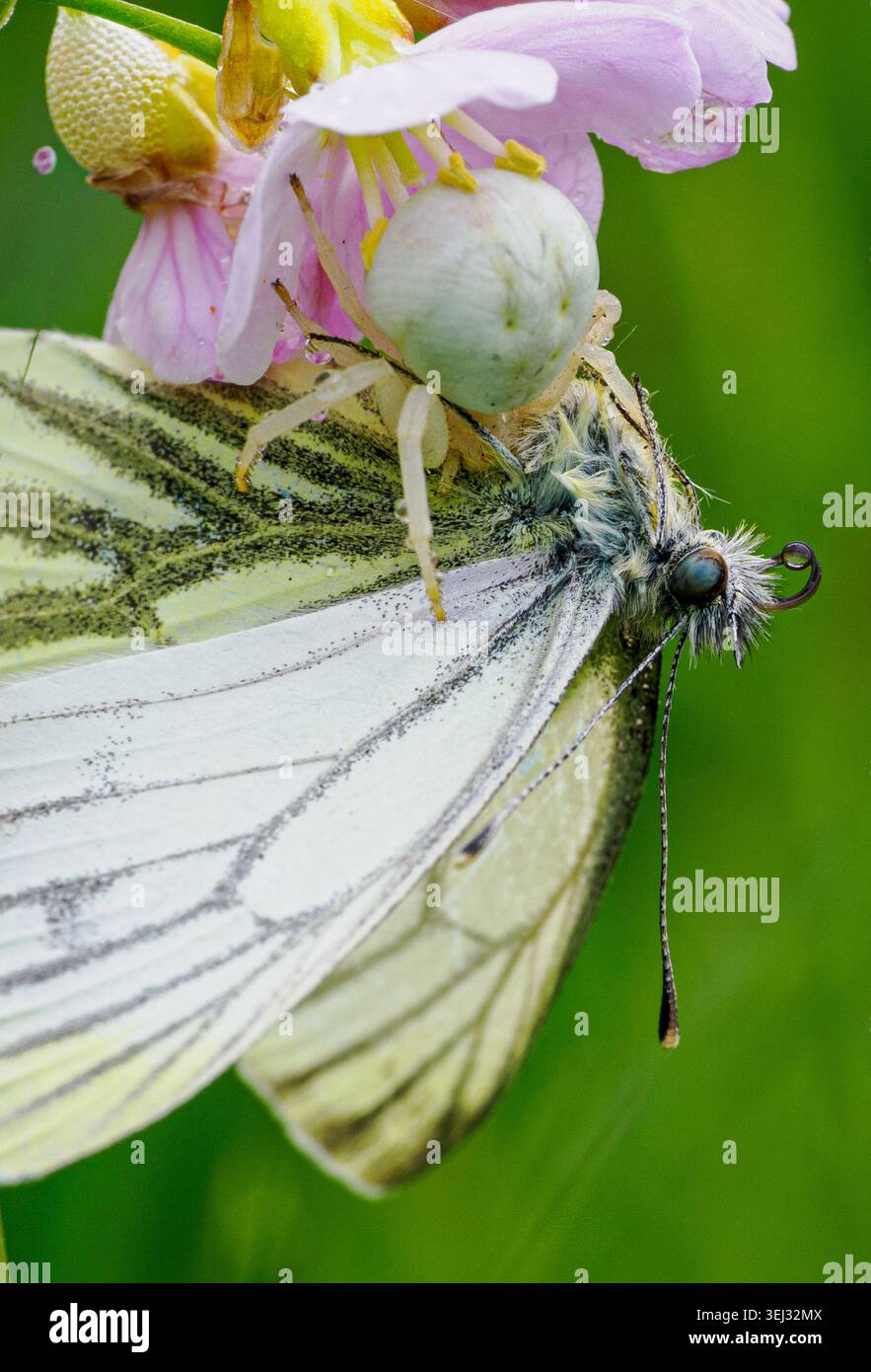 Flower Crab Spider Misumena vatia con farfalla bianca a venatura verde su un fiore di Smock da donna nel Galles del Sud Regno Unito Foto Stock