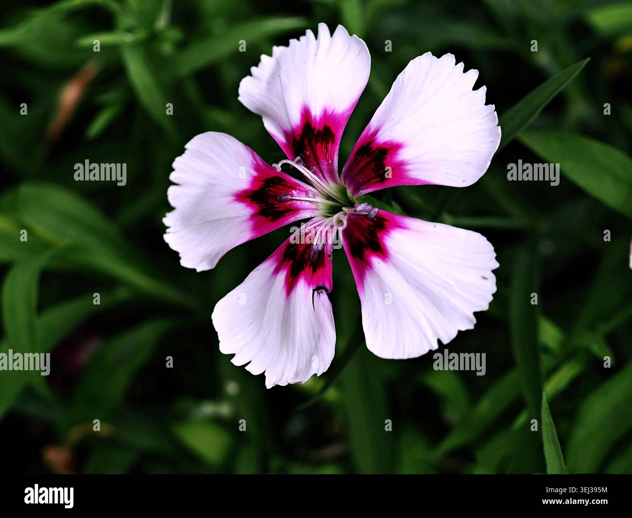 Fiore di Dianthus chinensis primo piano con petali bianchi frangiati e occhio cremisi magenta scuro. Foto Stock