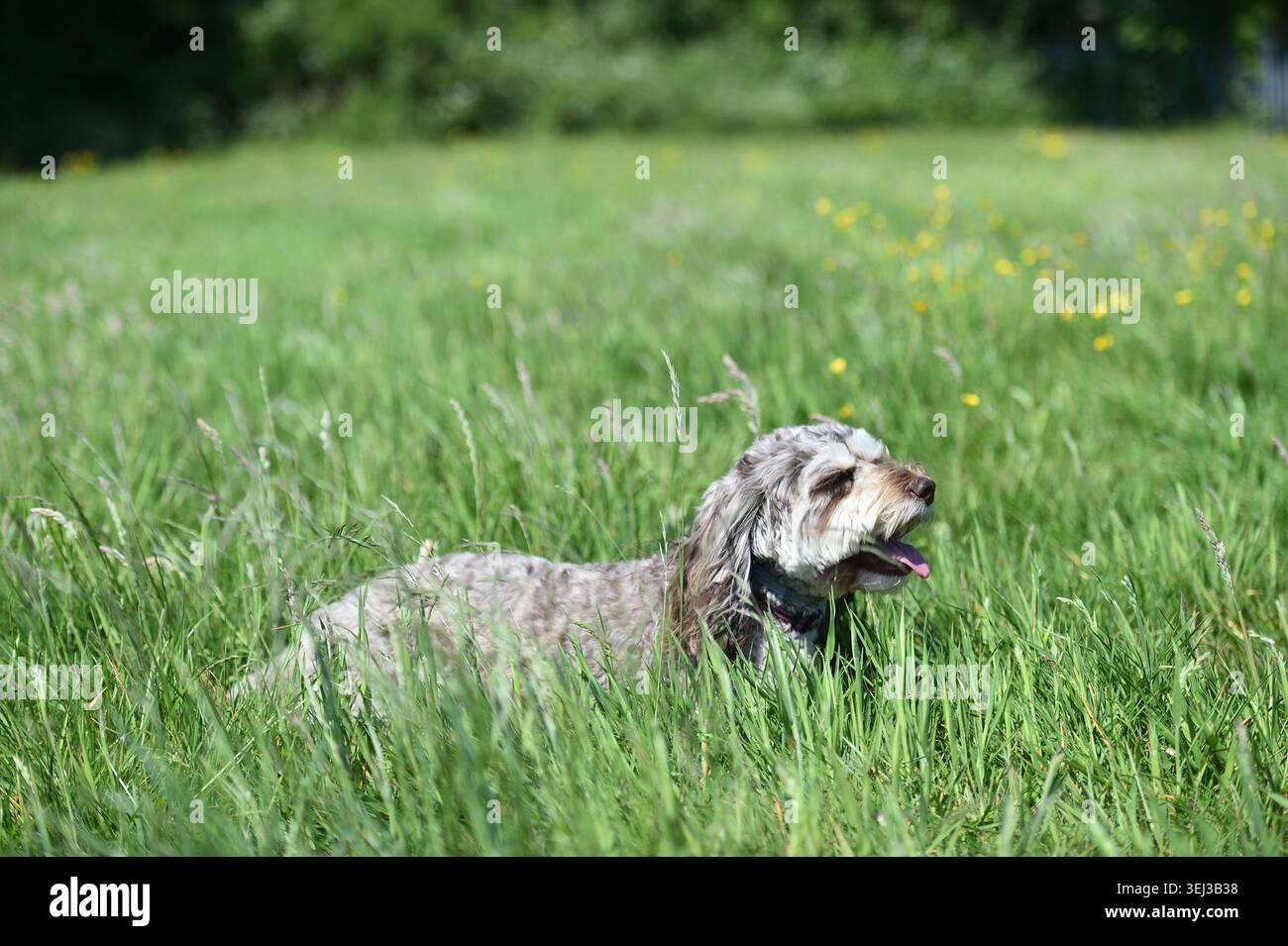 Cavapoo Cross Breed Dog in prato verde Foto Stock