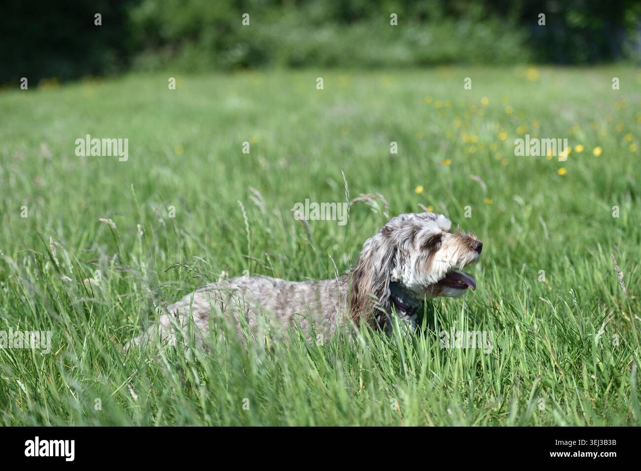 Cavapoo Cross Breed Dog in prato verde Foto Stock