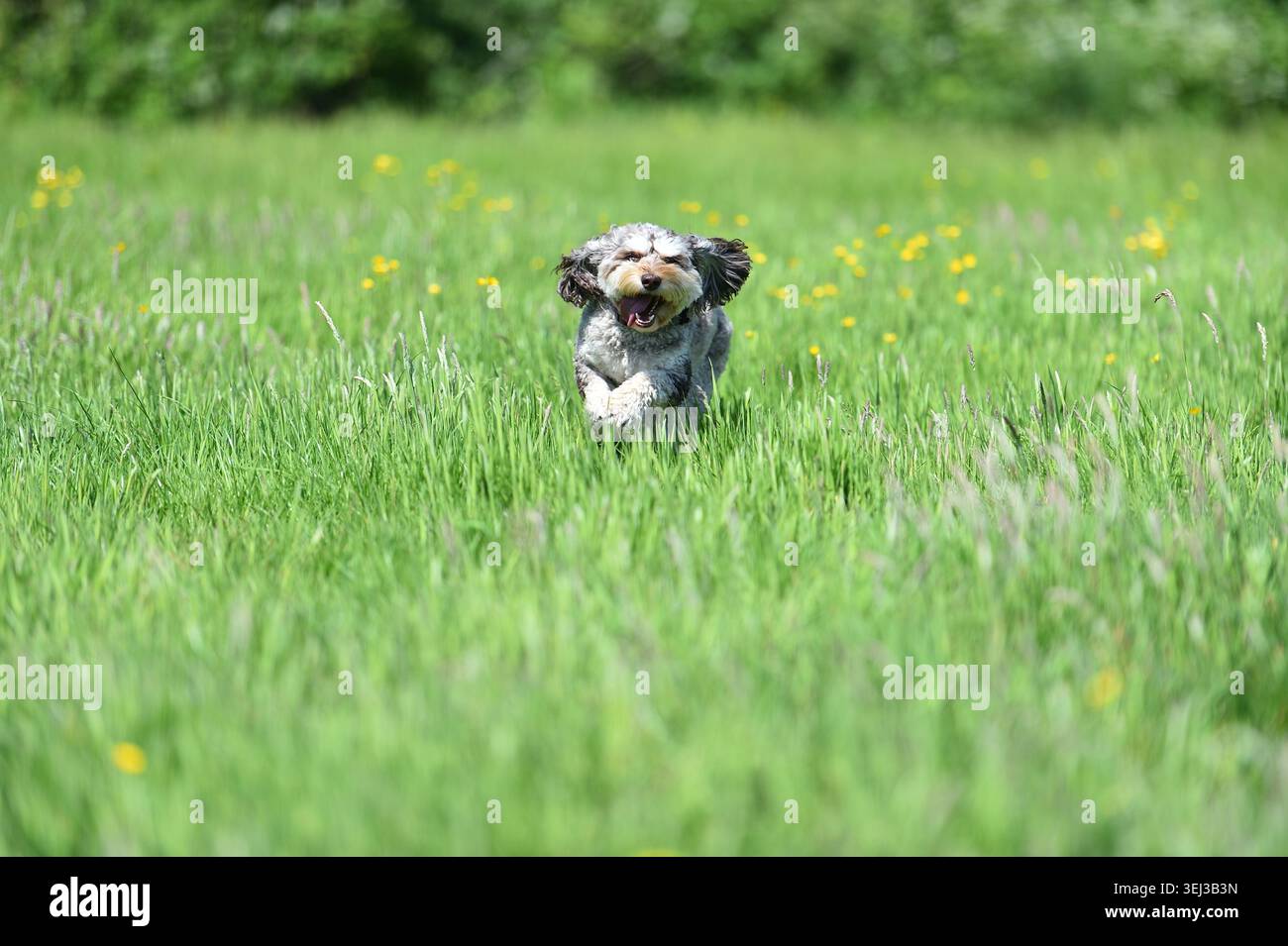 Cavapoo Cross Breed Dog in prato verde Foto Stock