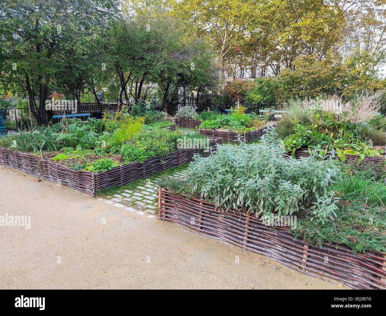 Letti rialzati Wattle Garden con erbe e verdure in crescita in un parco pubblico a Parigi in Francia. Foto Stock