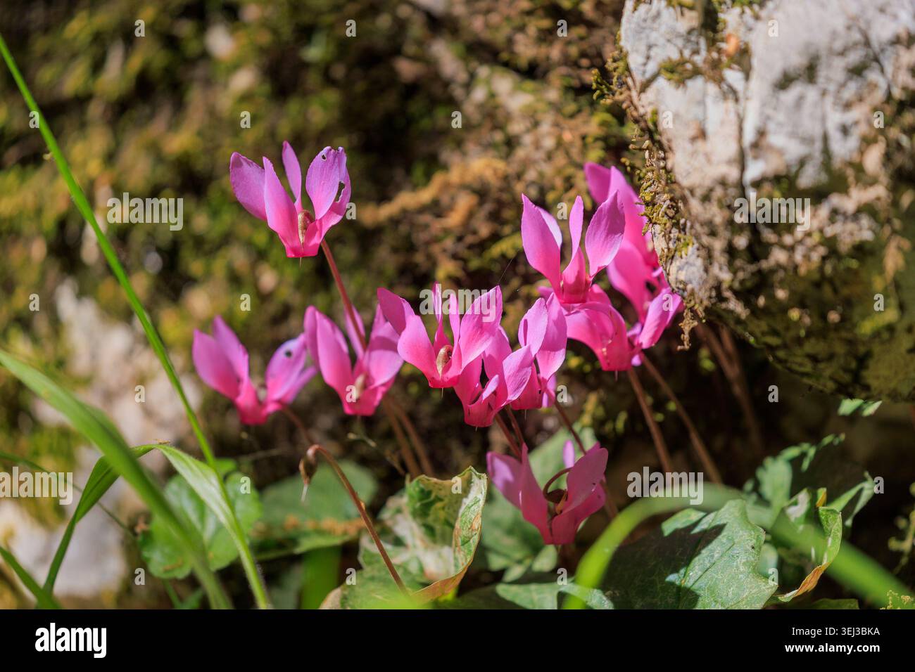 Cyclamen repandum, Spring Cyclamen Blooming in the Forest Foto Stock