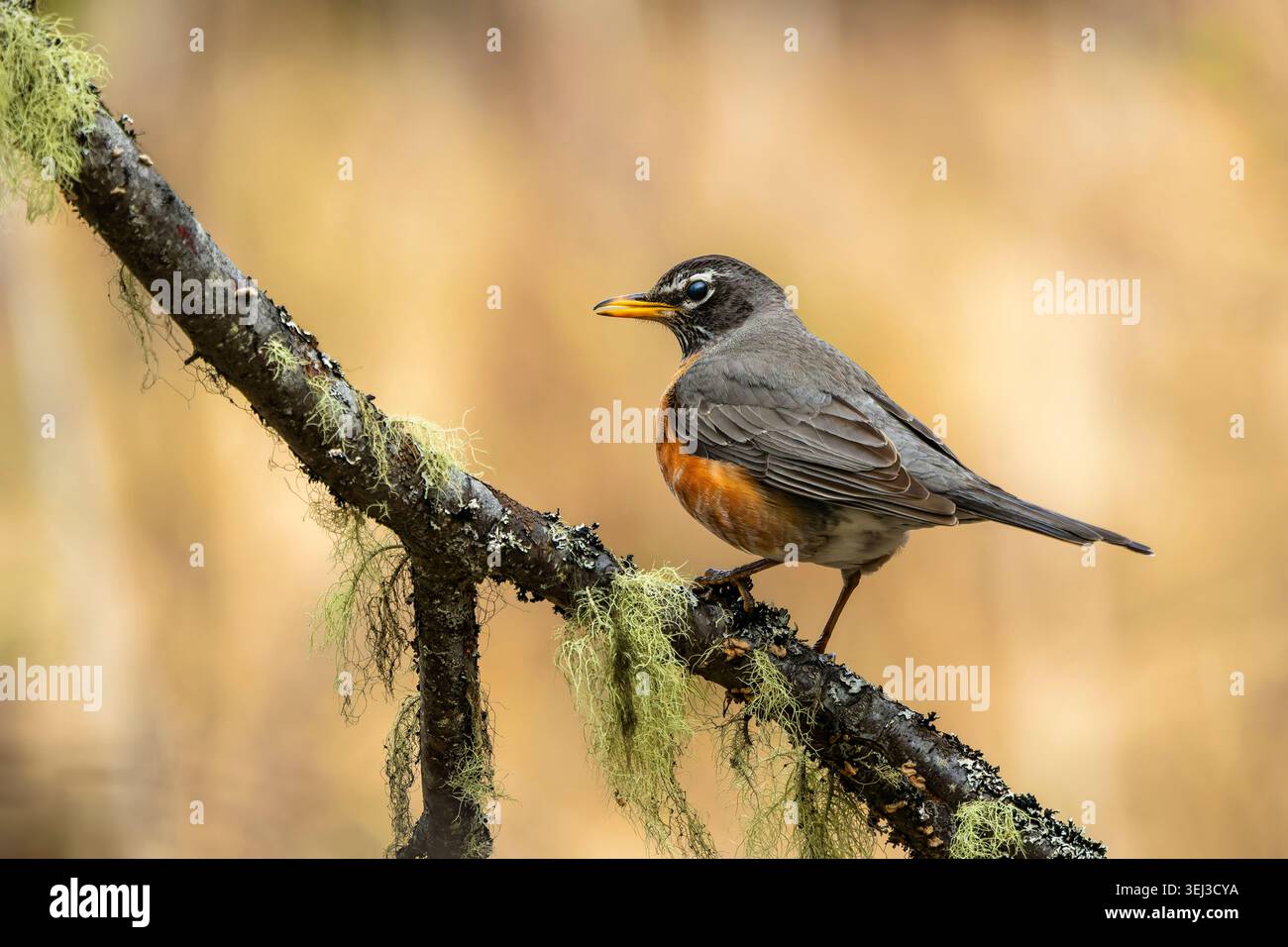 Robin arroccato su un albero nell'Alaska centro-meridionale. Foto Stock